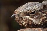 Nightjar Caprimulgus europaeus podhujka_MG_9646-1.jpg