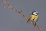 Blue tit Cyanistes caeruleus plavček_MG_3856-11.jpg