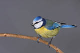 Blue tit Cyanistes caeruleus plavček_MG_4284-11.jpg
