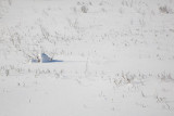 Winter zima_MG_5692-11.jpg