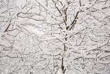 Snow sneg_MG_6401-11.jpg