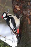 Great spotted woodpecker and nut Dendrocops major veliki detel in oreh_MG_5675-11.jpg