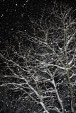 Snowing sneženje_MG_6367-11.jpg