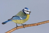 Blue tit Cyanistes caeruleus plavček_MG_5358-11.jpg