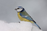 Blue tit Cyanistes caeruleus plavček_MG_57261-11.jpg