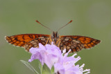 Heath fritillary Melitaea athalia navadni pisanček_MG_1762-11.jpg