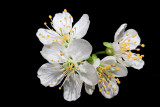 Wild cherry Prunus avium divja češnja_MG_0141-11.jpg