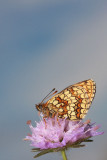 Heath fritillary Melitaea athalia navadni pisanček_MG_2234-11.jpg