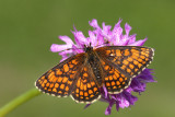 Heath fritillary Melitaea athalia navadni pisanček_MG_1871-11.jpg