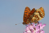 Heath fritillary Melitaea athalia navadni pisanček_MG_1752-11.jpg