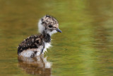 Lapwing young mladič pribe_MG_1394-11.jpg