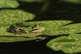 Edible frog Pelophylax (Rana) kl. esculentus zelena �aba_MG_1049-11.jpg