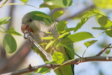 Parakeet with the spoon papiga z �lico_MG_8512-11.jpg