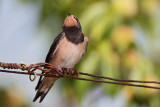 Juvenile barn swallow mlada lastovka_MG_3768-11.jpg