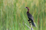 Pygmy cormorant Phalacrocorax pygmeus pritlikavi kormoran_MG_37681-11.jpg