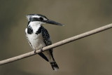 Pied kingfisher Ceryle rudis črnobeli pasat_MG_7577-11.jpg