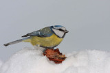 Blue tit Cyanistes caeruleus plavček_MG_0077-1.jpg