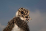 Lapwing Vanellus vanellus priba_MG_7771-1.jpg