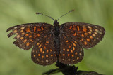 False-heath fritillary Melitaea diamina močvirski pisanček _MG_9153-1.jpg
