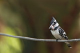 Pied kingfisher Ceryle rudis èrnobeli pasat_MG_8281-11.jpg