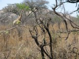 The first Giraffe