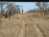 He thinks he has the right of way