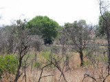 There's an elephant under that tree. A big one covered in mud.