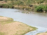 Elephants playing in the water