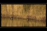 Reeds and ducks, Radipole lake, Weymouth, Dorset