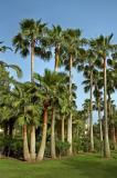 Tall trees and short, Don Carlos
