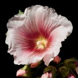 Hollyhock, Martock