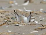 JFF1672 Piping Plover Diging Nest Scrape