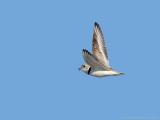 Piping Plover in Flight