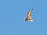 Piping Plover in Flight