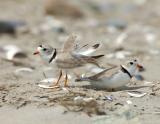 JFF4217 WPiping Plover Mating Display