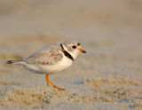 DSC0018 Piping Plover.jpg