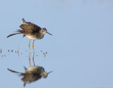 _JFF1028 Yellow Legs.jpg