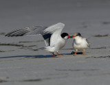 _JFF3650 Common Tern Adult Feeding Young