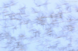 _JFF9250 Common and Roseate Terns Staging