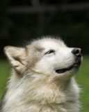 Tasha