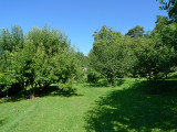 More back yard