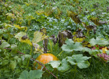 Even a pumpkin patch!