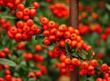 Berries Jubilee