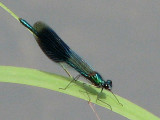 Calopteryx splendens - Blåbandad jungfruslända.jpg