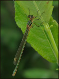 Lestes sponsa, female.jpg