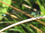 Ishnura elegans.jpg