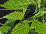 Calopteryx virgo - Blå jungfruslända.jpg