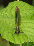 Calopteryx splendens, female.jpg