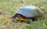 turtles