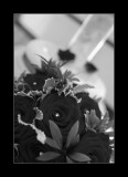Mike & Alison Grant - 13-08-2010